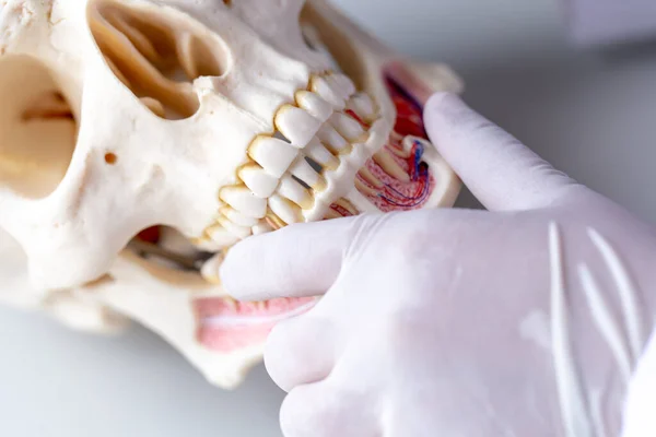 Laboratuvarda eğitim için diş modeli.