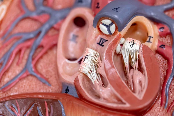 Estructura Del Corazón Para Educación Aula — Foto de Stock