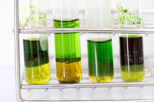 Kromatografi çalışmaları bir bitkinin bileşenlerini ayırmak için kullanılır.