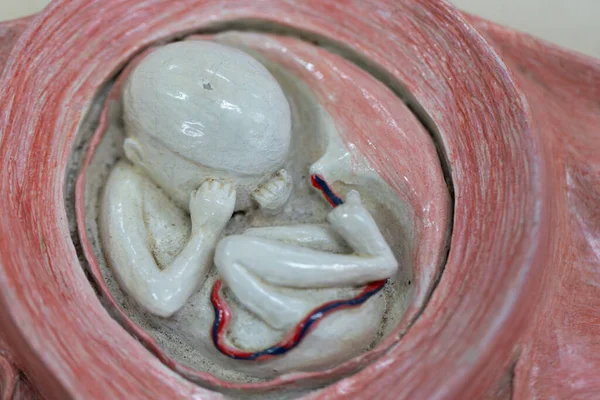 Embryo Model Fetus Classroom Education — Stock Photo, Image