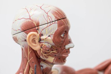 Laboratuvarda insan modelinin dış ve iç yapısının incelenmesi.