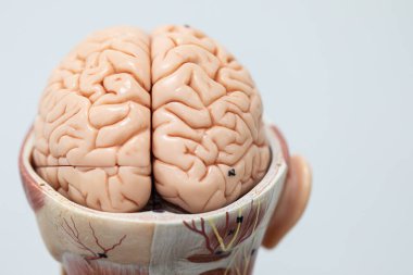 Laboratuvarda insan modelinin dış ve iç yapısının incelenmesi.