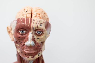 Laboratuvarda insan modelinin dış ve iç yapısının incelenmesi.