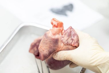 Laboratuvarda insan modelinin dış ve iç yapısının incelenmesi.