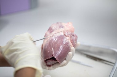 Laboratuvarda insan modelinin dış ve iç yapısının incelenmesi.