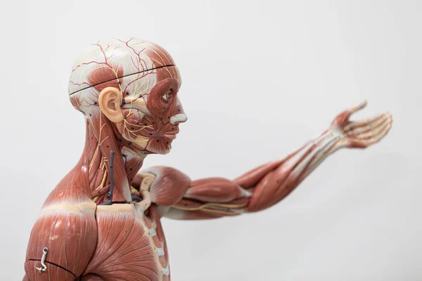 Study of external and internal structure of human Model in the laboratory.