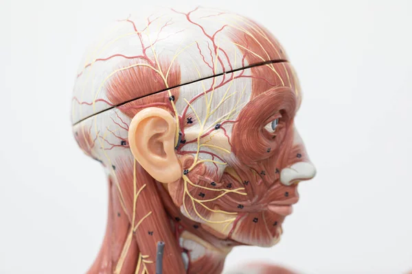 Estudo Estrutura Externa Interna Modelo Humano Laboratório — Fotografia de Stock