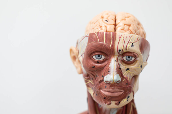 Study of external and internal structure of human Model in the laboratory.