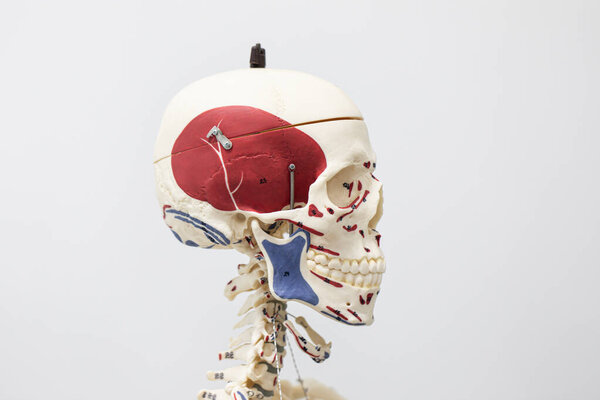 Study of external and internal structure of human Model in the laboratory.