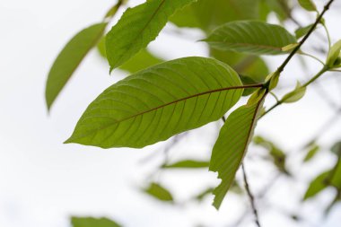 Tayland 'da Mitragyna Specosa (kratom) bitkisi