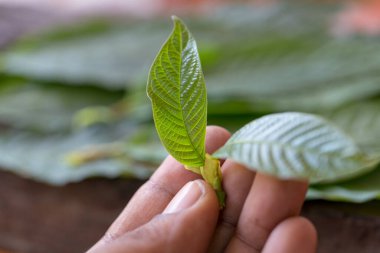 Laboratuvarda Mitragyna Specosa (kratom) ve Kimyasal Analiz 'in Bilimsel Araştırma Yaprakları.