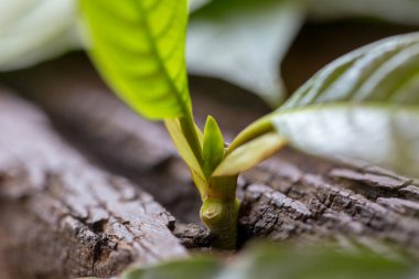 Laboratuvarda Mitragyna Specosa (kratom) ve Kimyasal Analiz 'in Bilimsel Araştırma Yaprakları.