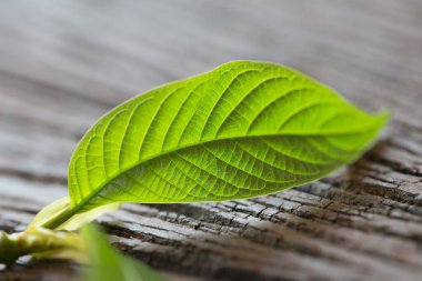 Laboratuvarda Mitragyna Specosa (kratom) ve Kimyasal Analiz 'in Bilimsel Araştırma Yaprakları.