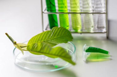 Laboratuvarda Mitragyna Specosa (kratom) ve Kimyasal Analiz 'in Bilimsel Araştırma Yaprakları.