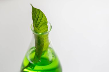 Laboratuvarda Mitragyna Specosa (kratom) ve Kimyasal Analiz 'in Bilimsel Araştırma Yaprakları.