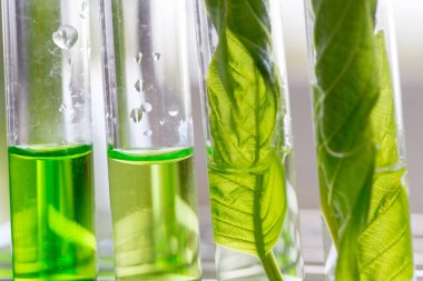 Laboratuvarda Mitragyna Specosa (kratom) ve Kimyasal Analiz 'in Bilimsel Araştırma Yaprakları.