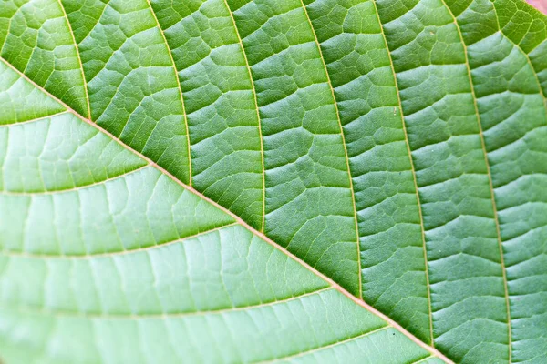 Mitragyna Speciosa Kratom Planta Tailândia — Fotografia de Stock