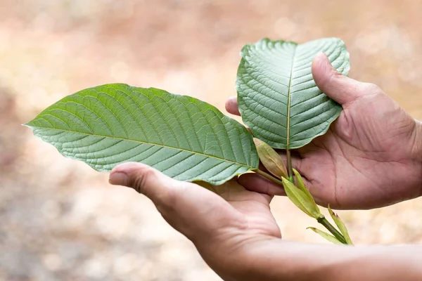 Tayland 'da Mitragyna Specosa (kratom) bitkisi