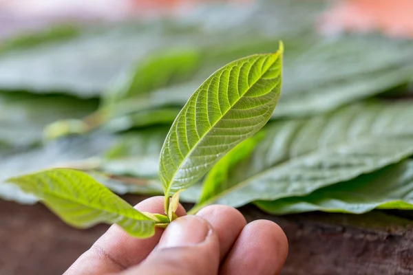 Laboratuvarda Mitragyna Specosa (kratom) ve Kimyasal Analiz 'in Bilimsel Araştırma Yaprakları.