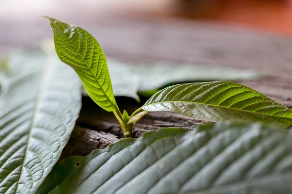 Laboratuvarda Mitragyna Specosa (kratom) ve Kimyasal Analiz 'in Bilimsel Araştırma Yaprakları.