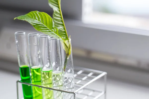 Laboratuvarda Mitragyna Specosa (kratom) ve Kimyasal Analiz 'in Bilimsel Araştırma Yaprakları.