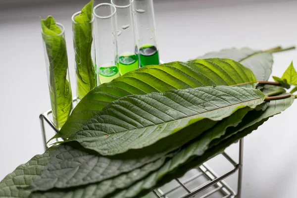 Folhas Pesquisa Científica Mitragyna Speciosa Kratom Análise Química Laboratório — Fotografia de Stock