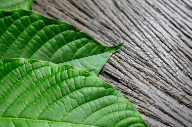 Laboratuvarda Mitragyna Specosa (kratom) ve Kimyasal Analiz 'in Bilimsel Araştırma Yaprakları.