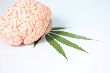 Marijuana leaves, Powder of Cannabis (Drugs) on a White background, For Analysis in laboratory. clipart