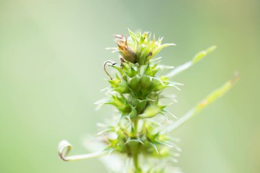 Laboratuvarda analiz için, beyaz arka planda esrar yaprakları, esrar tozu (Uyuşturucu).