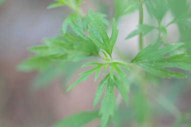 Laboratuvarda analiz için, beyaz arka planda esrar yaprakları, esrar tozu (Uyuşturucu).