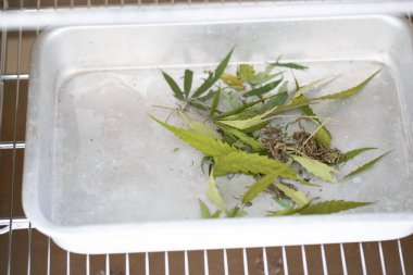 Esrarın güzel yaprakları ve esrarın ayrıntılı geçmişi.