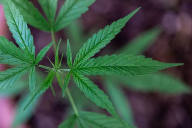 Esrarın güzel yaprakları ve esrarın ayrıntılı geçmişi.