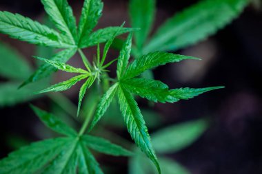 Esrarın güzel yaprakları ve esrarın ayrıntılı geçmişi.