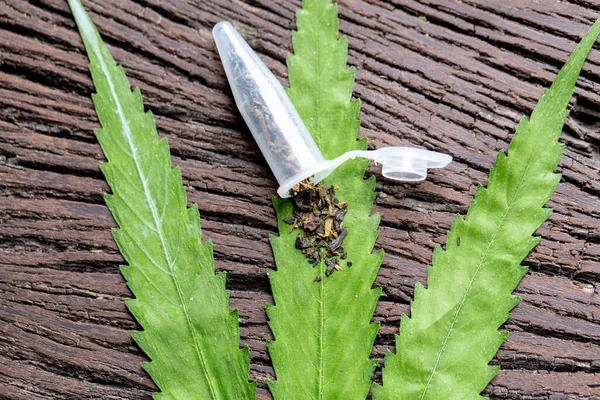 Folhas Maconha Cannabis Drogas Fundo Branco Para Análise Laboratório — Fotografia de Stock