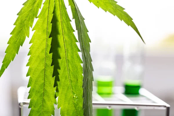 Folhas Maconha Cannabis Drogas Fundo Branco Para Análise Laboratório — Fotografia de Stock