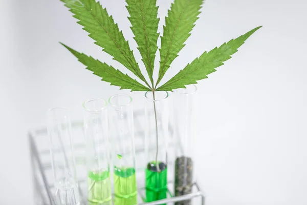 Liście Marihuany Proszek Konopi Indyjskich Narkotyki Białym Tle Analizy Laboratorium — Zdjęcie stockowe