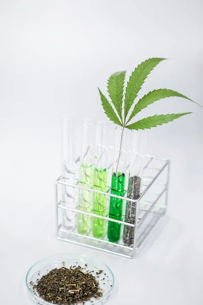 大麻叶 白色背景的大麻 供实验室分析 — 图库照片