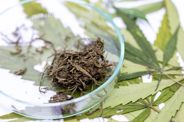 Folhas Maconha Cannabis Drogas Fundo Branco Para Análise Laboratório — Fotografia de Stock