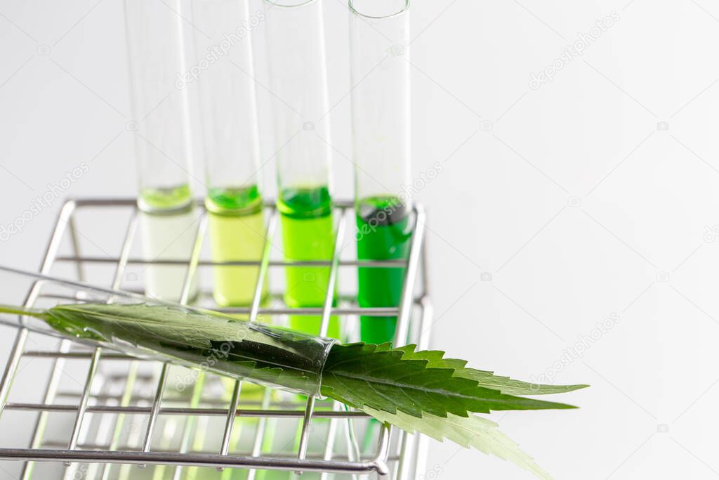 Marijuana leaves, Powder of Cannabis (Drugs) on a White background, For Analysis in laboratory.