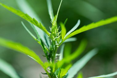 Esrar arkaplanı (Uyuşturucular), Esrar analizi laboratuvarda.