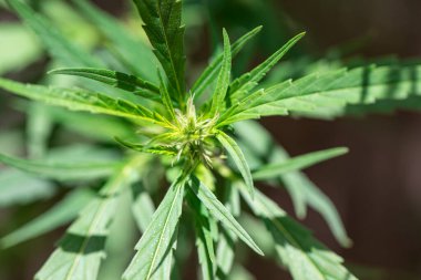 Esrar arkaplanı (Uyuşturucular), Esrar analizi laboratuvarda.