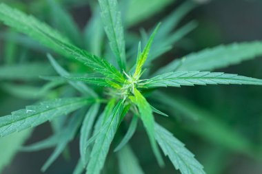 Esrarın güzel yaprakları ve esrarın ayrıntılı geçmişi.