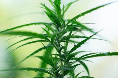 Esrarın güzel yaprakları ve esrarın ayrıntılı geçmişi.