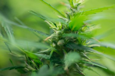 Esrarın güzel yaprakları ve esrarın ayrıntılı geçmişi.