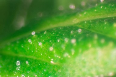 Esrar arkaplanı (Uyuşturucular), Esrar analizi laboratuvarda.