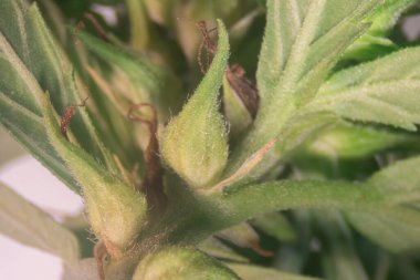 Esrar arkaplanı (Uyuşturucular), Esrar analizi laboratuvarda.