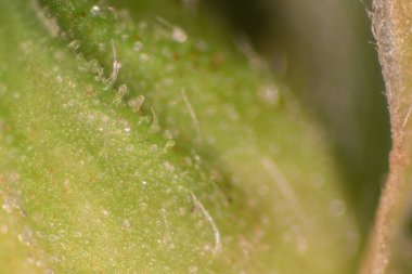 Esrar arkaplanı (Uyuşturucular), Esrar analizi laboratuvarda.