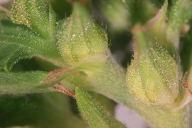 Esrar arkaplanı (Uyuşturucular), Esrar analizi laboratuvarda.