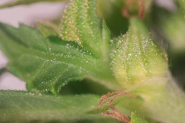 Esrar arkaplanı (Uyuşturucular), Esrar analizi laboratuvarda.