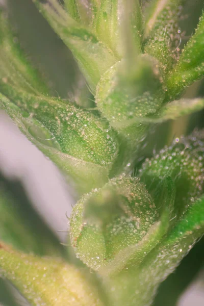 Hintergrund Von Cannabis Drogen Analyse Von Cannabis Labor — Stockfoto